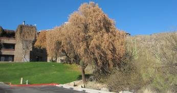 Gardening Tip of the Month: Frost Damage Prevention and Treatment