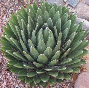 Queen Agave