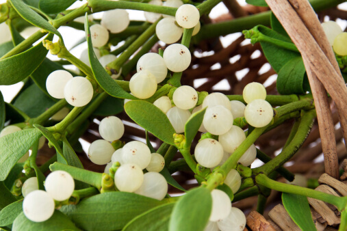 How to Remove Mistletoe: the World’s Most Beloved Parasite