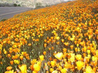 Add Color to Your Landscaping With Spring Wildflowers!
