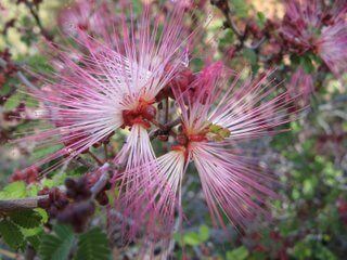 We’re Featuring Three Plants of the Month For March!