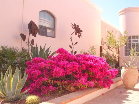 Check Out May’s Exciting Plant of the Month – Bougainvillea!