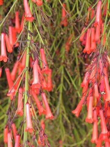 June’s Plant of the Month is Coral Fountain!