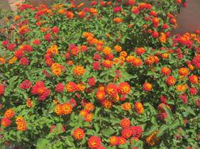 July’s Plant of the Month is Lantana camara!