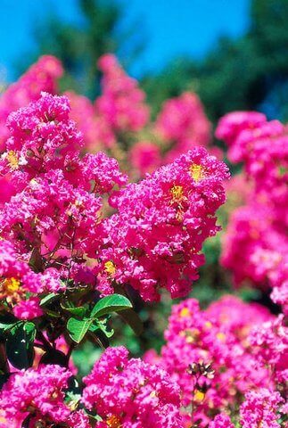 August’s Plant of the Month is Crape Myrtle!