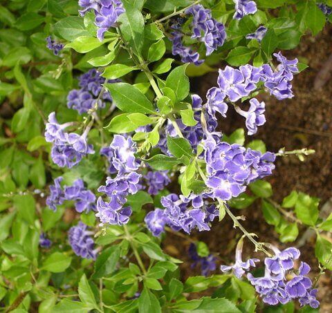 September’s Plant of the Month is Duranta erecta