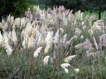 October’s Plant of the Month is Pampas grass!