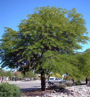 Argentine Mesquite Tree