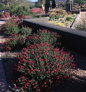 Autumn Sage