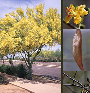 Blue Palo Verde Tree