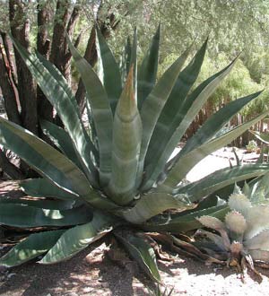 Century Plant