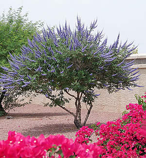 Chaste Tree