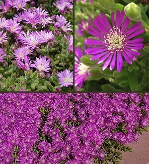 Ice Plant