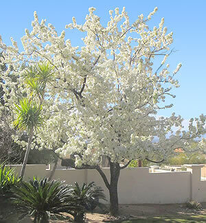 Evergreen Pear Tree