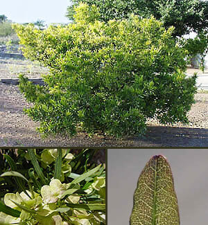 Hop Bush