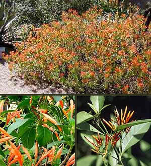 Mexican Honeysuckle