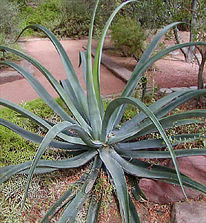 Octopus Agave