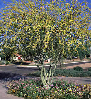 Palo Brea Tree