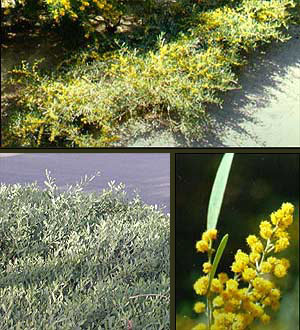 Trailing Acacia