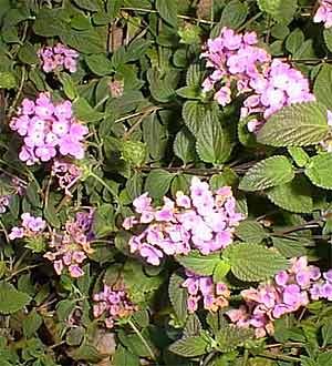 Trailing Lantana
