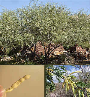 Velvet Mesquite Tree