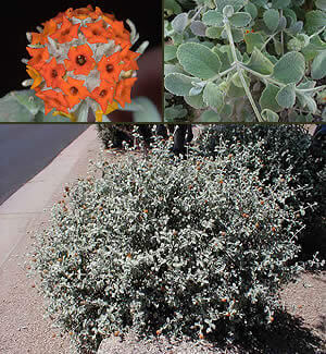 Woolly Butterfly Bush