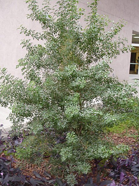 Little Leaf Ash