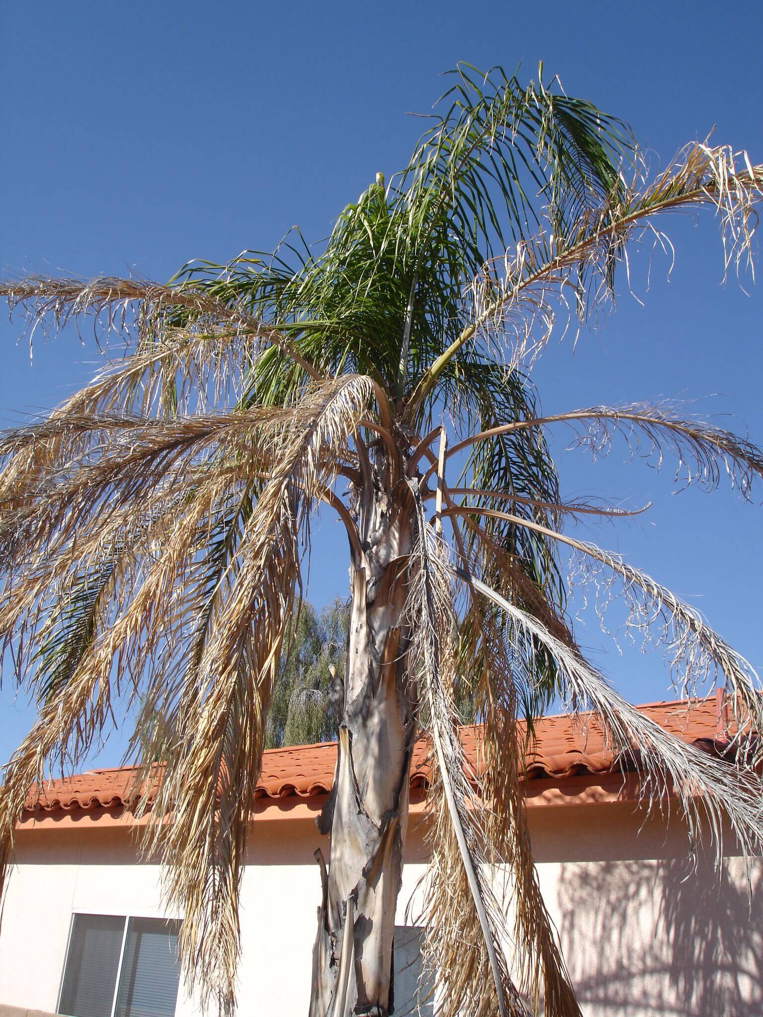 Frost Damage on Landscape Plants