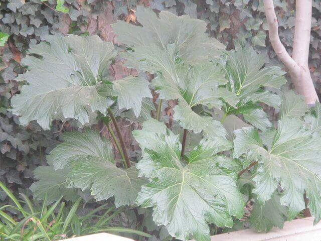 Bear’s Breech