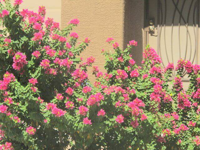 Bougainvillea