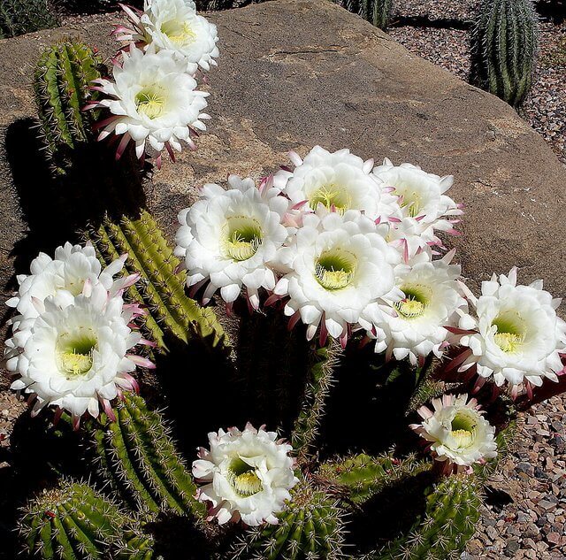 Easter Lily Cactus