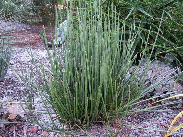 Candelilla