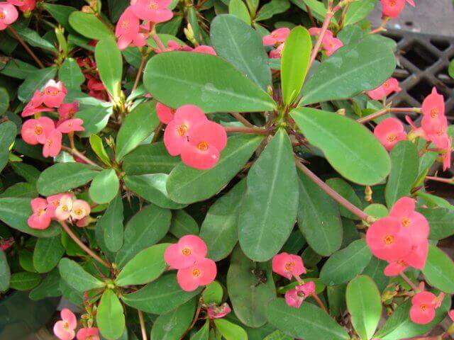 Crown of Thorns