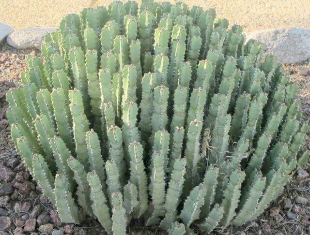 Resin Spurge