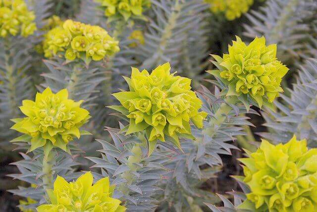 Gopher Plant