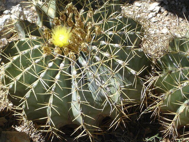 Blue Barrel Cactus
