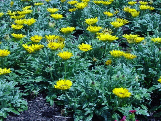 Gazania
