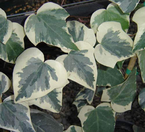 Algerian Ivy