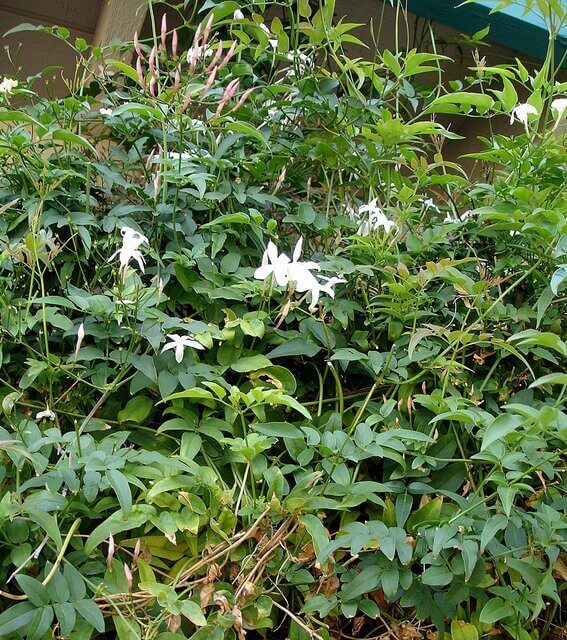 Chinese Jasmine