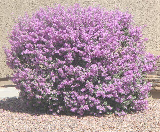 Thunder Cloud Sage