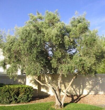 Fruitless Olive