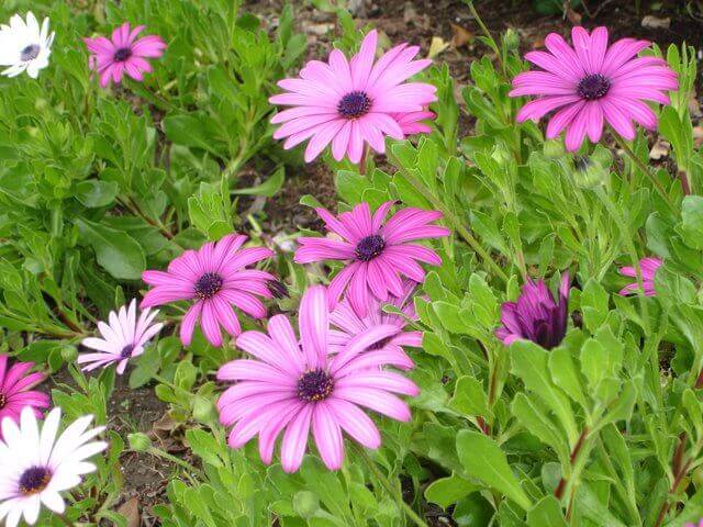 Trailing African Daisy