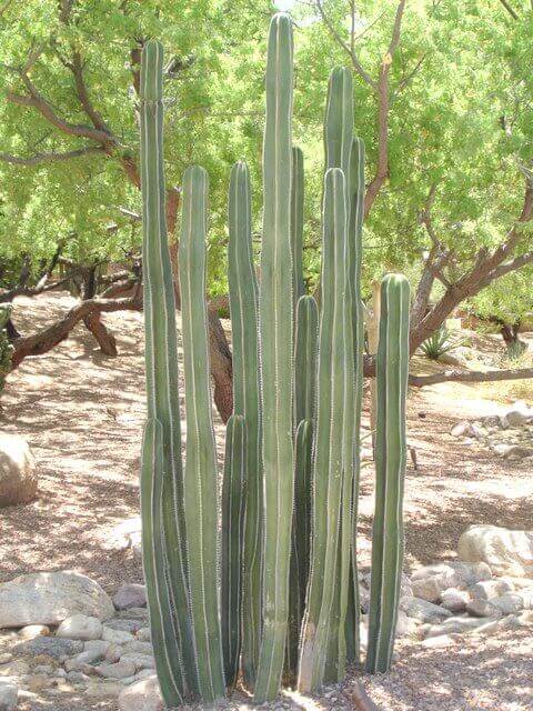 Mexican Fencepost
