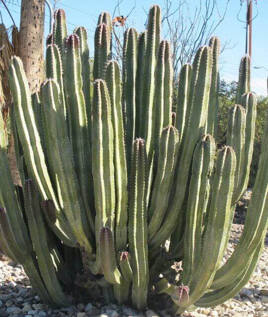 Senita Cactus