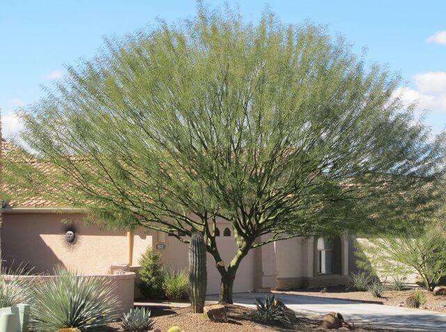 Desert Museum Palo Verde