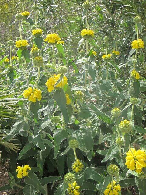 Jerusalem Sage