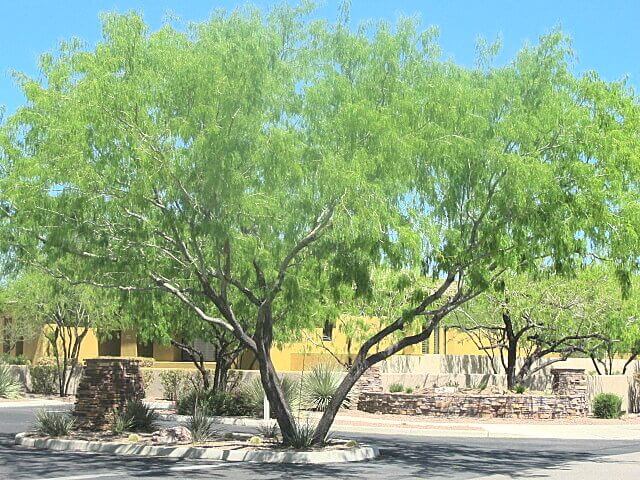 Honey Mesquite