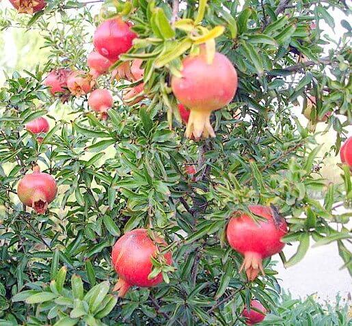 Pomegranate