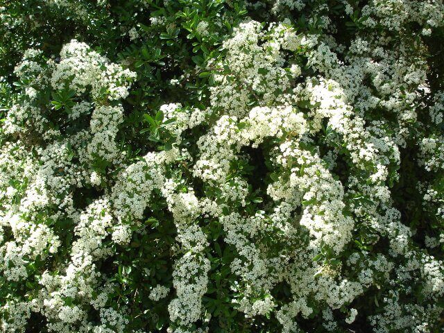 Firethorn
