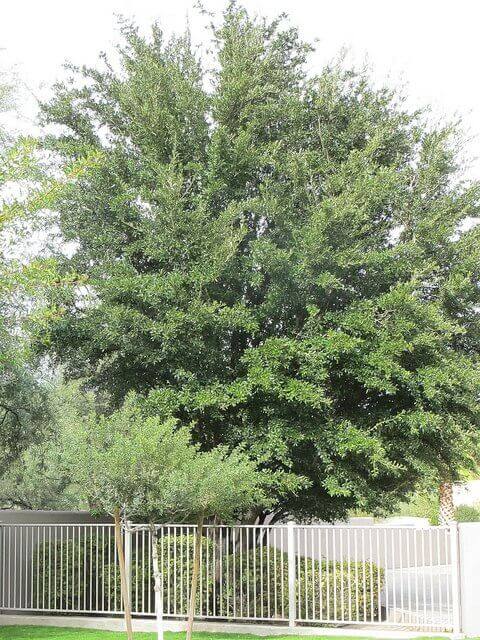 Southern Live Oak